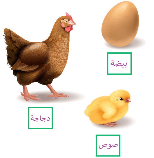 مراحل دورة حياة الدجاجة